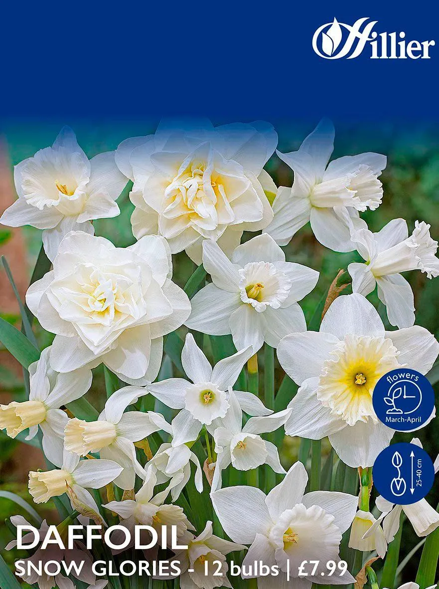 Daffodil Bulbs Snow Glories Mix
