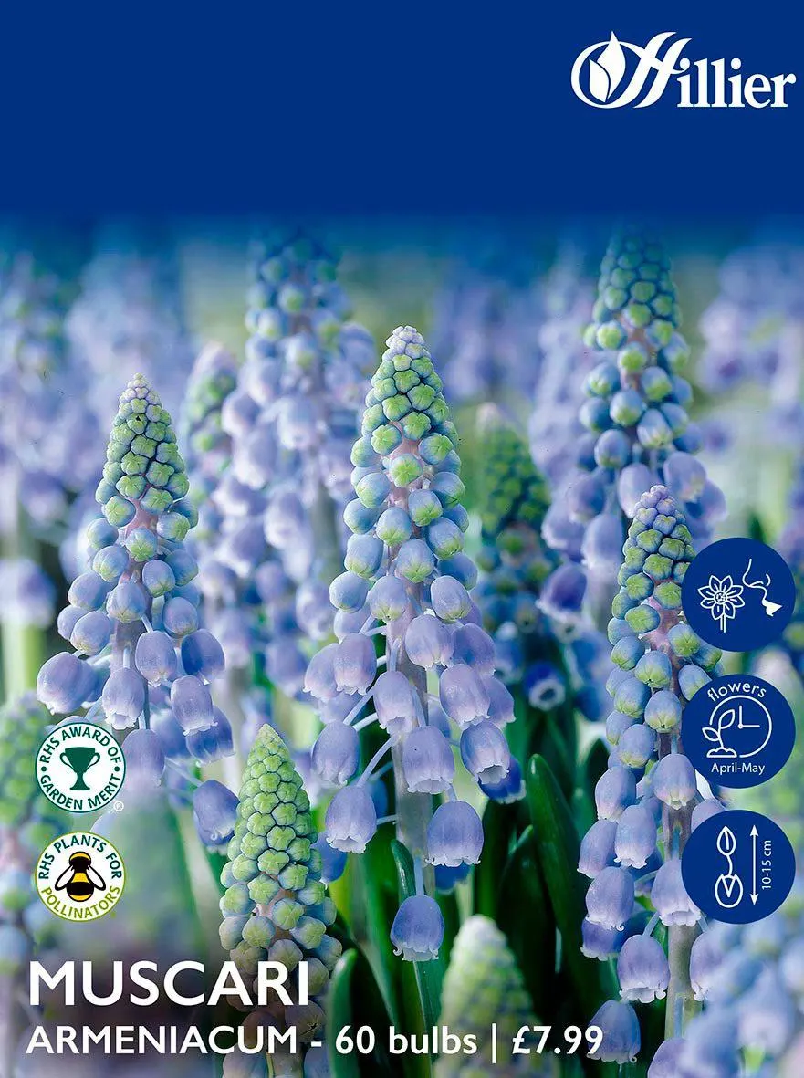 Muscari Bulbs Armeniacum