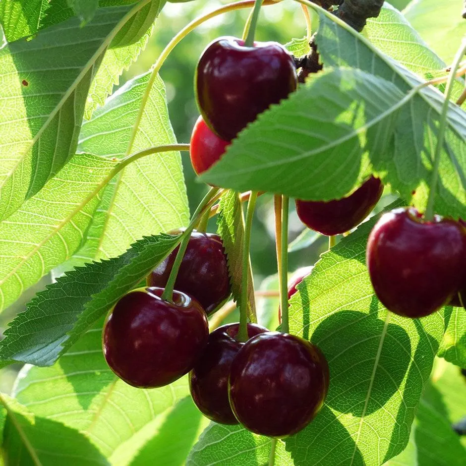 cherry 'Lapins'
