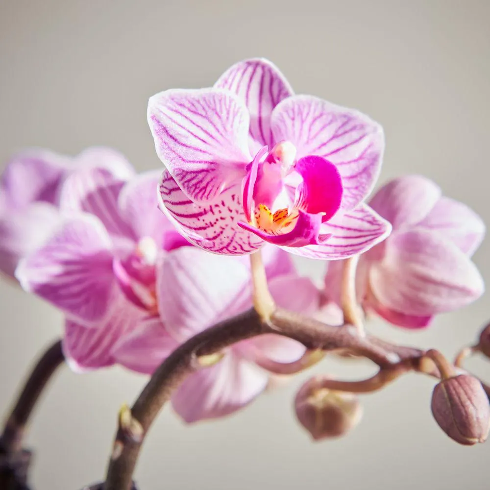 Pink Orchid and Fittonia duo