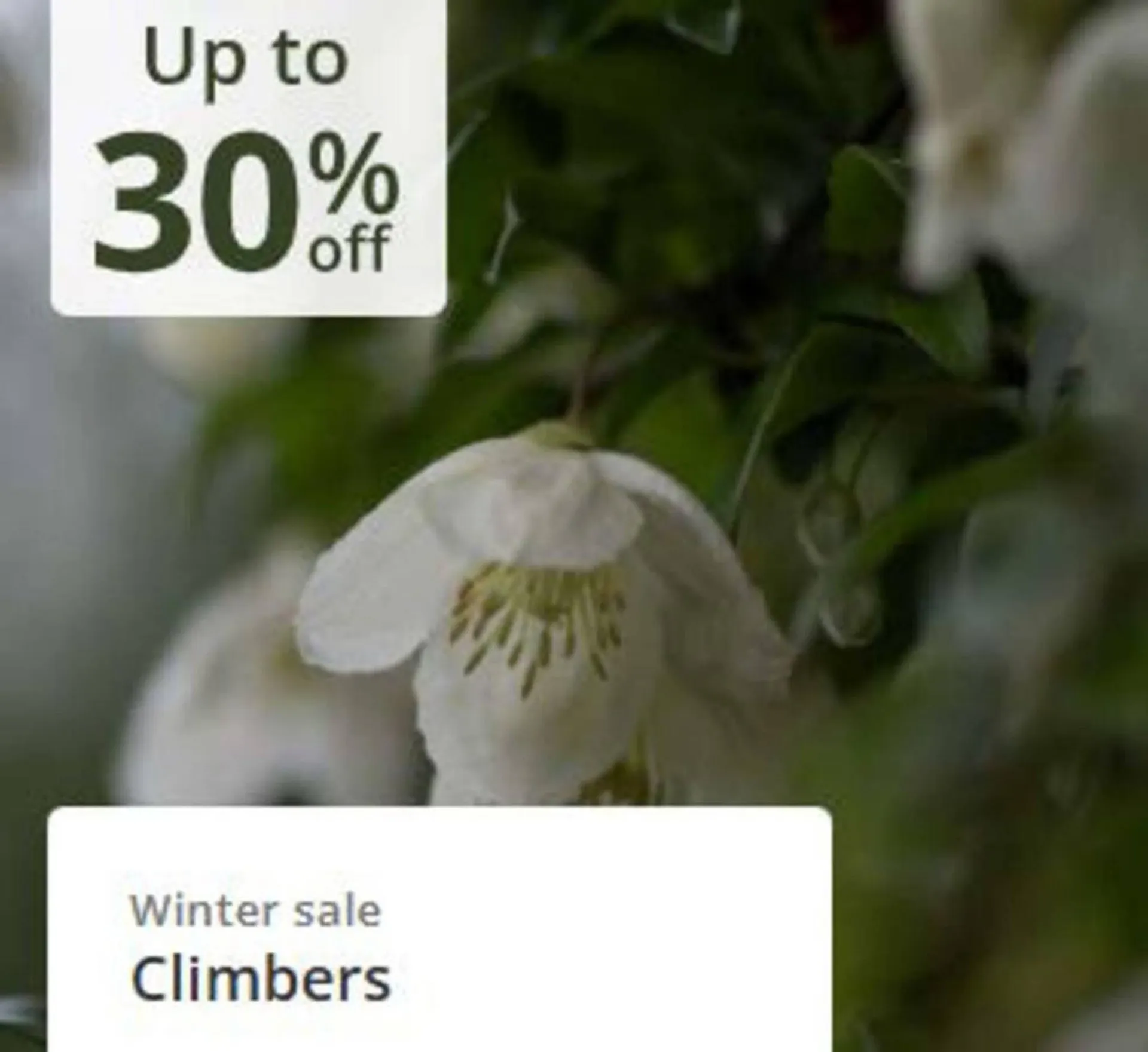 Crocus leaflet from 16 January to 12 February 2026 - Catalogue Page 3