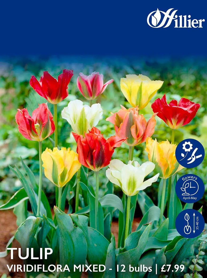 Tulip Bulbs Viridiflora Mixed