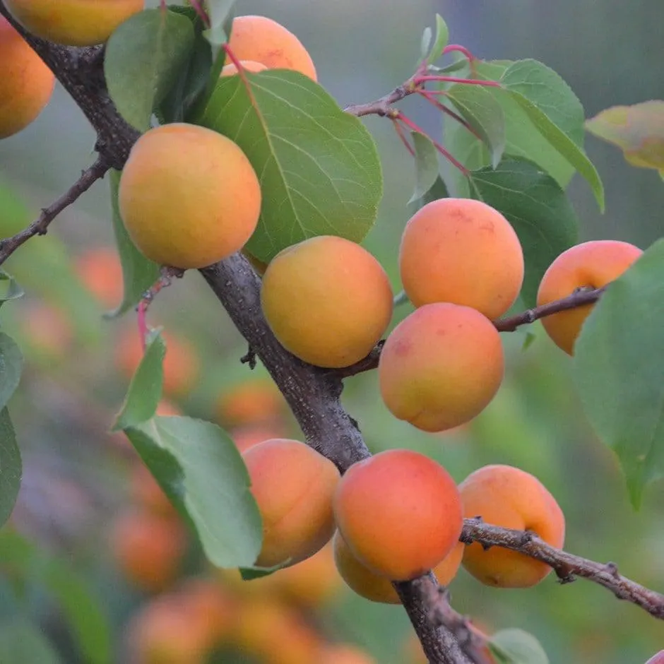 apricot 'Golden Glow'