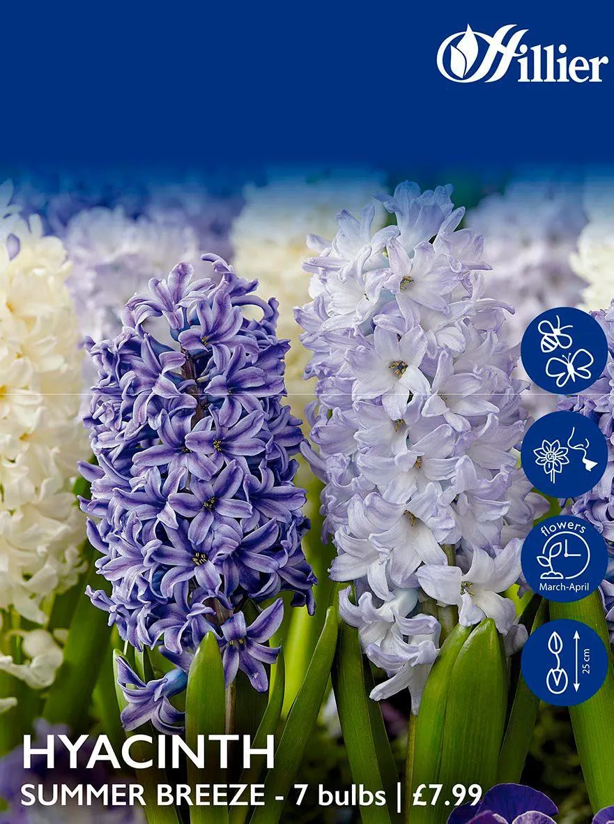 Hyacinth Bulbs Summer Breeze Mix