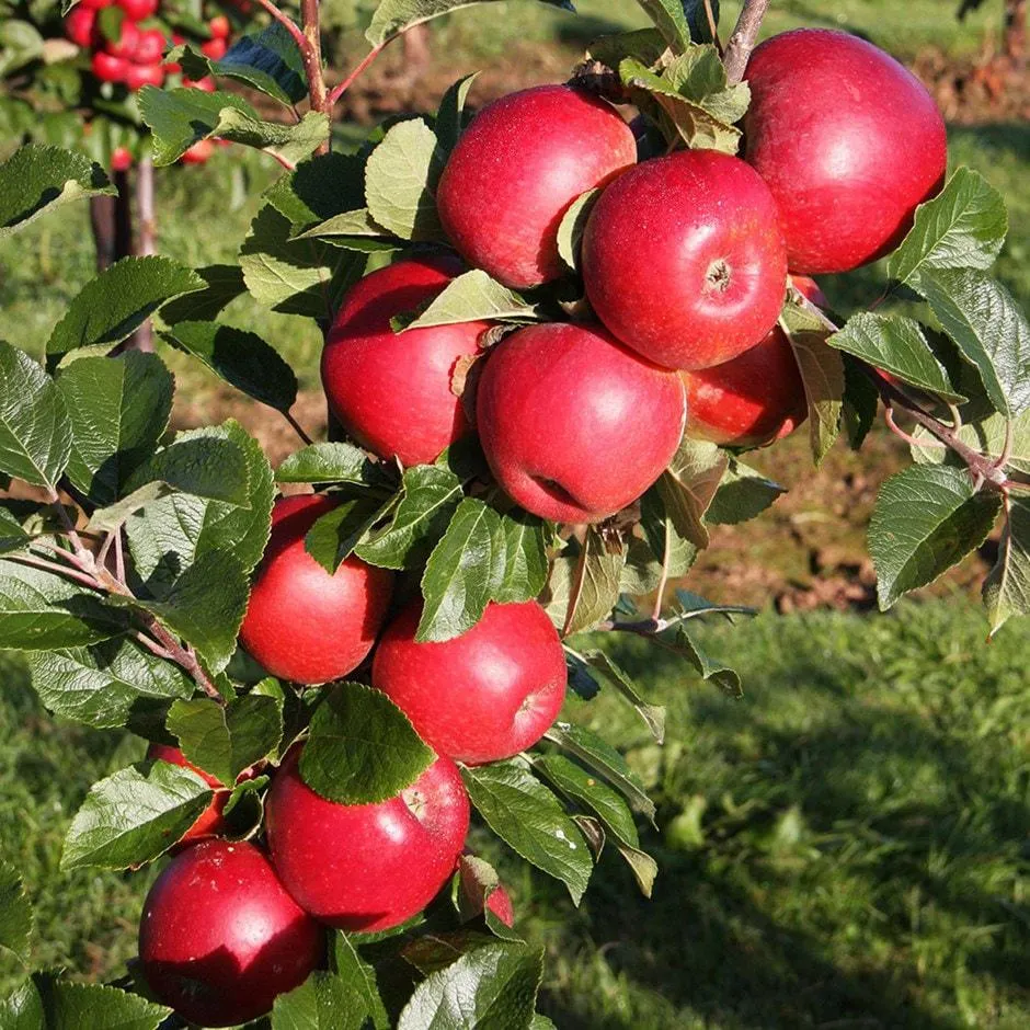 apple 'Red Windsor'
