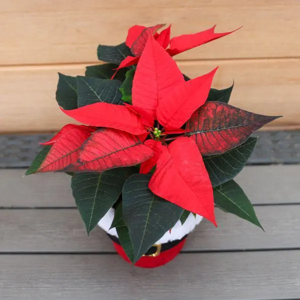 Poinsettia in a Santa with Belt Pot