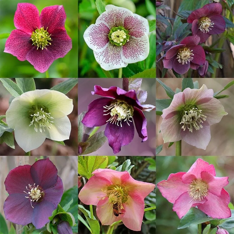 Helleborus × hybridus