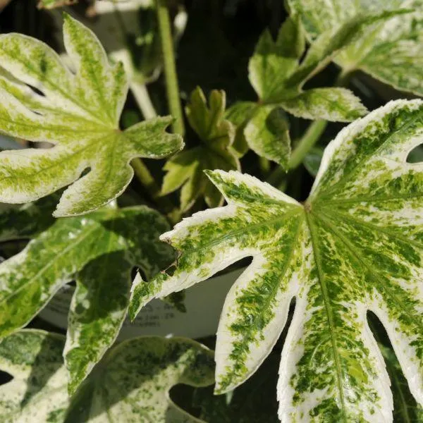 Fatsia Spider Web 7.5 Litre