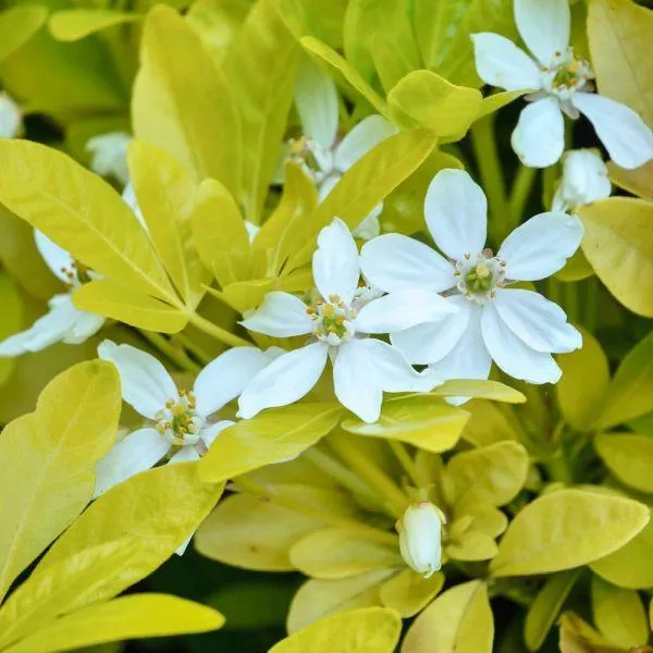 Choisya Sundance 3 Litre