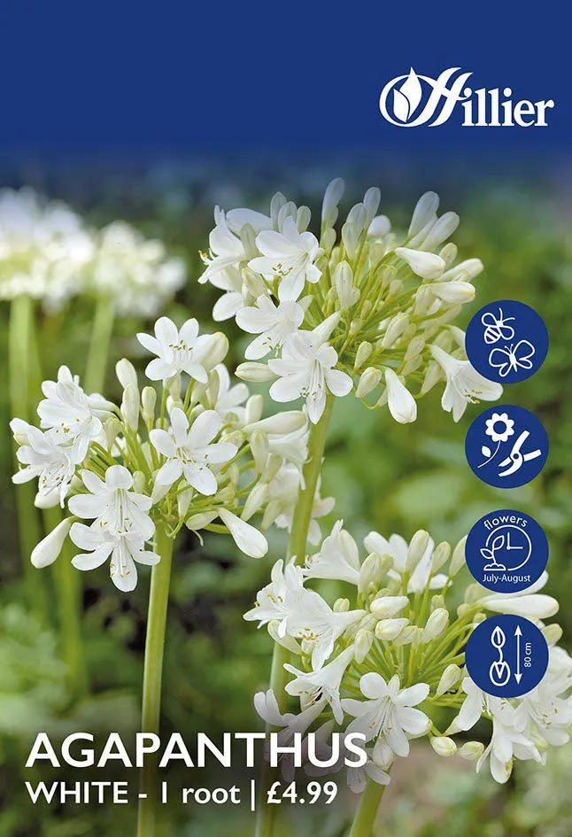 Agapanthus White Bulbs