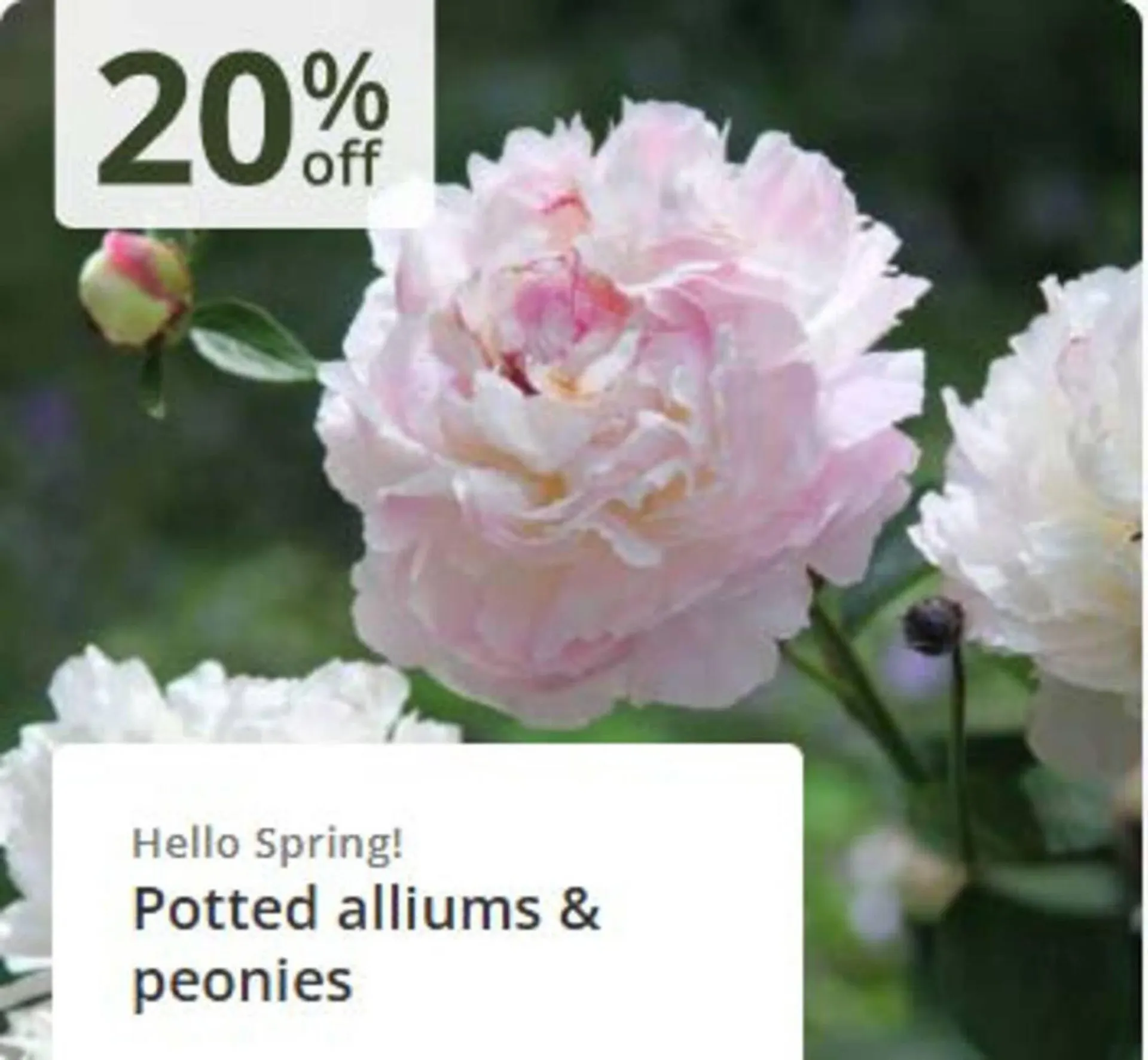 Crocus leaflet from 3 April to 20 April 2026 - Catalogue Page 6