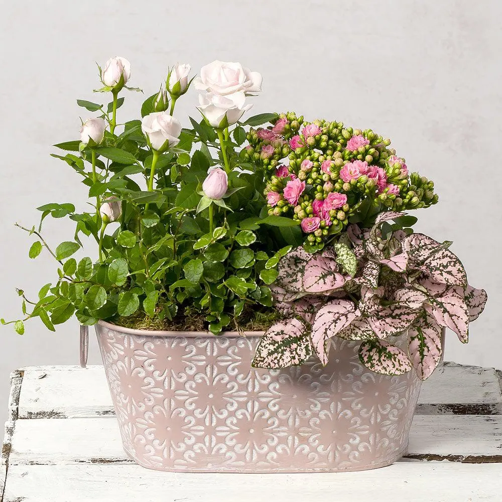 Pink Plants in Zinc Planter