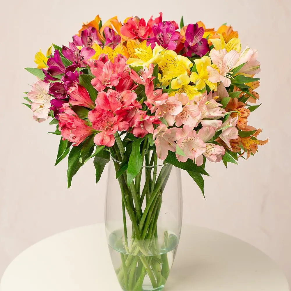 Rainbow Alstroemeria