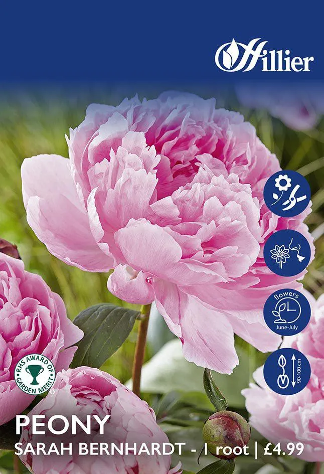 Peony Sarah Bernhardt Bulbs