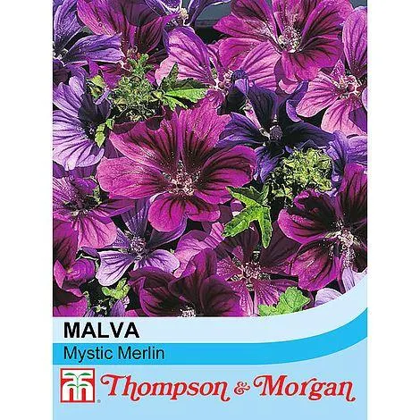 Malva sylvestris 'Mystic Merlin' - Seeds