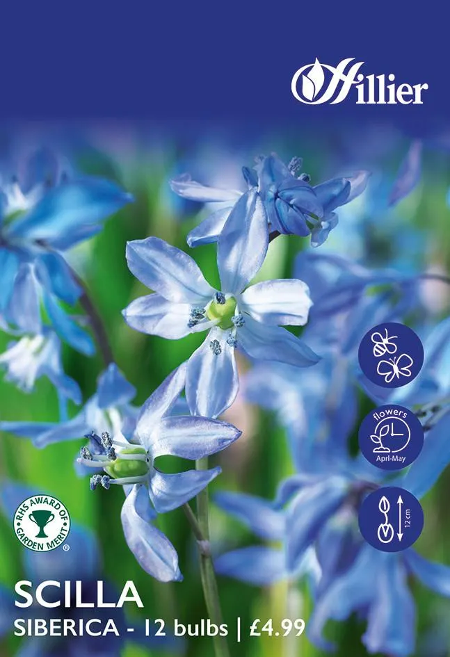 Scilla Bulbs Siberica