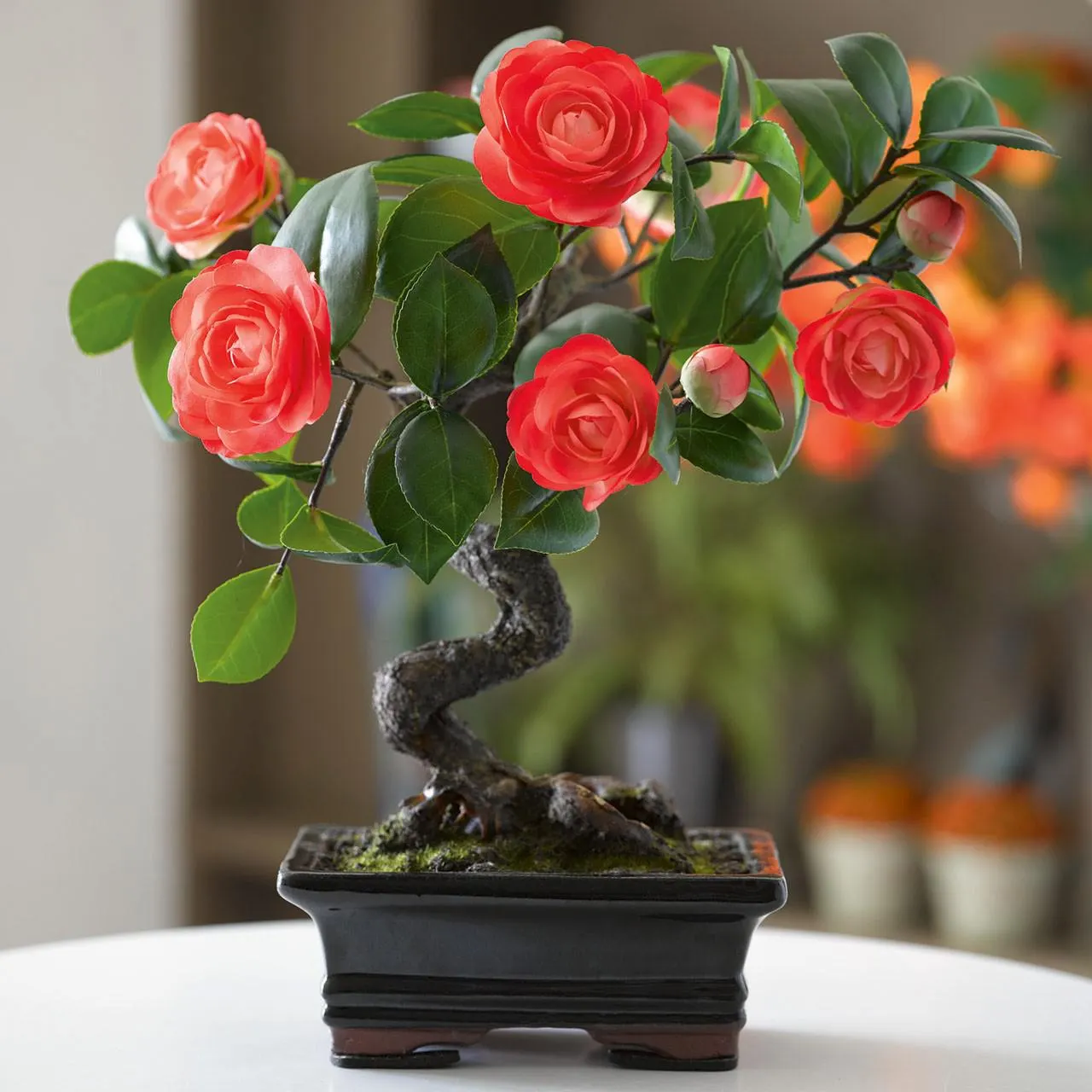 Camellia Flowering Bonsai