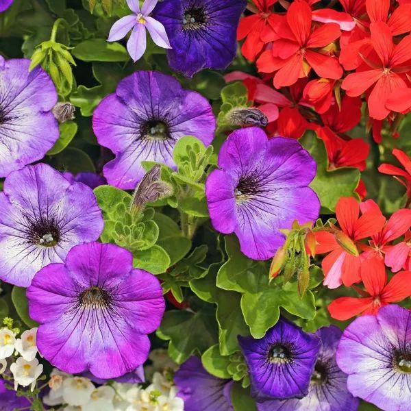 Petunia Mixed 6 Pack