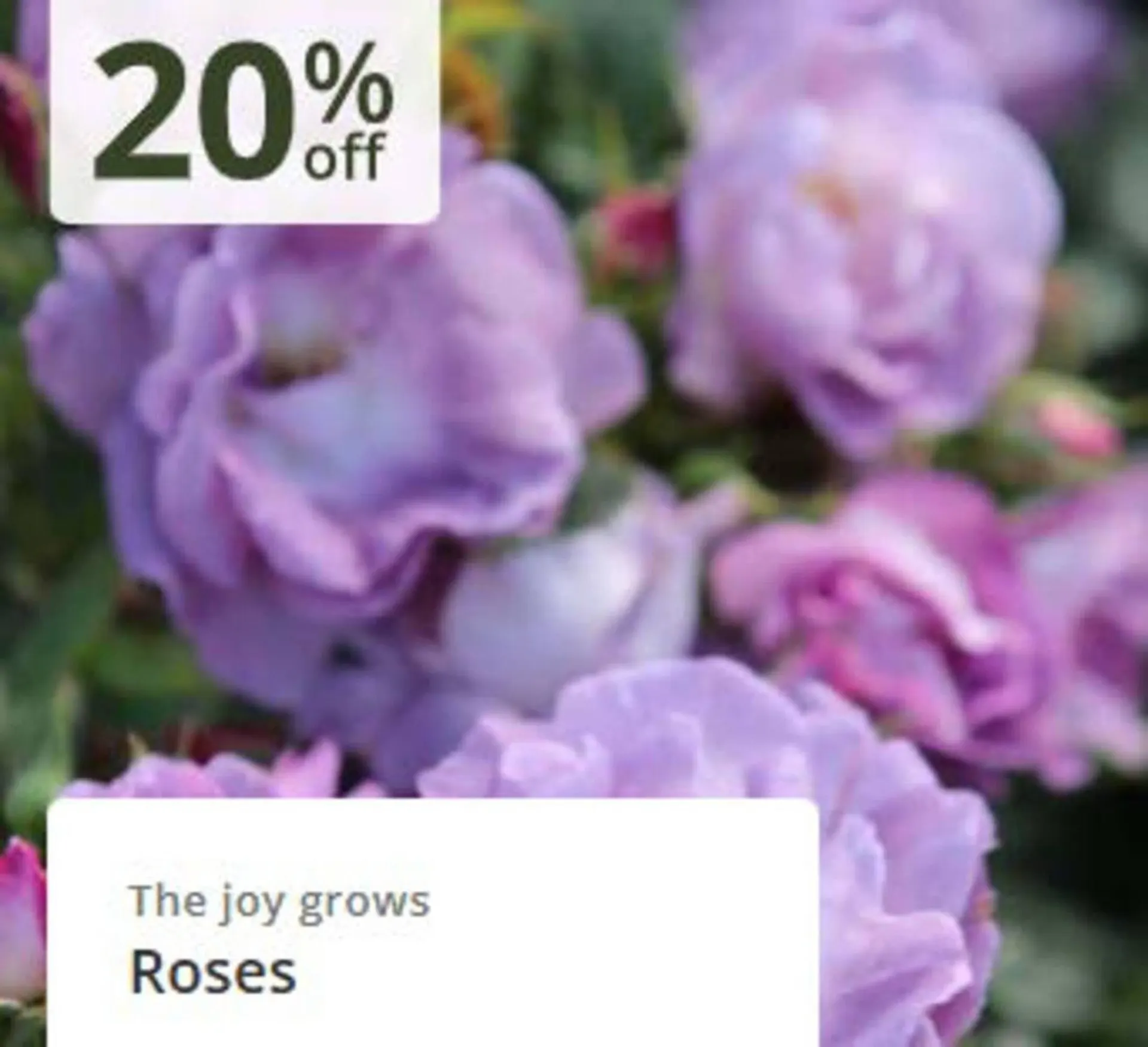 Crocus leaflet from 24 February to 16 March 2026 - Catalogue Page 6