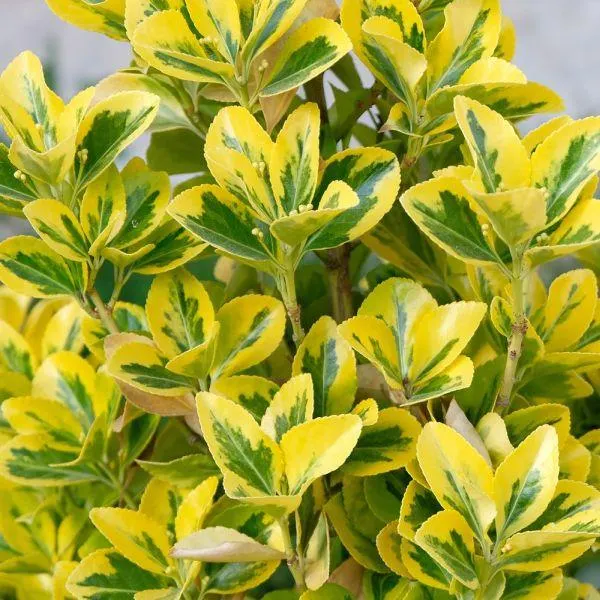 Euonymus japonicus 'Elegantissima Aurea' 8 Litre