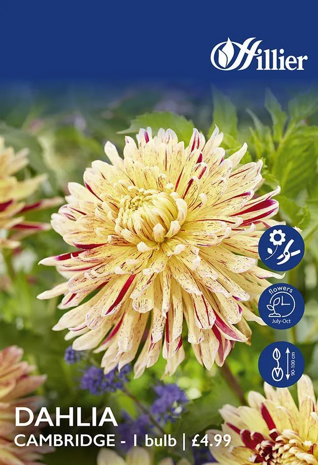 Dahlia Cambridge Tubers