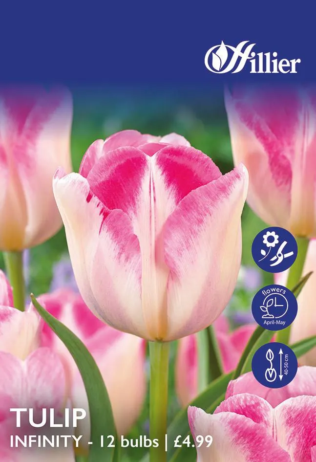 Tulip Bulbs Infinity