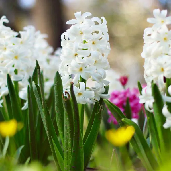 Hyacinth White 1 Litre