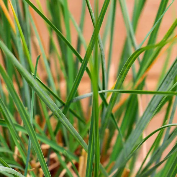 Sesleria 'Summer Skies' 3 Litre