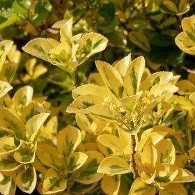 Euonymus japonicus 'Aureus' 2 Litre