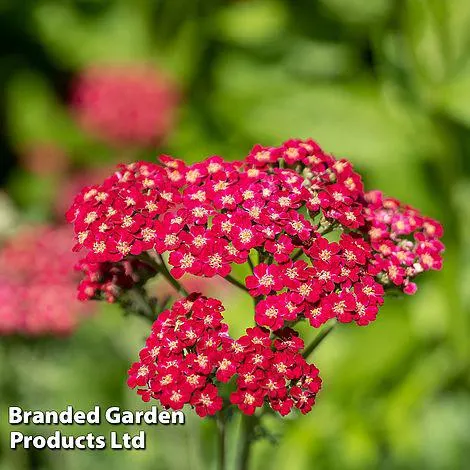 Achillea 'Cerise Queen'