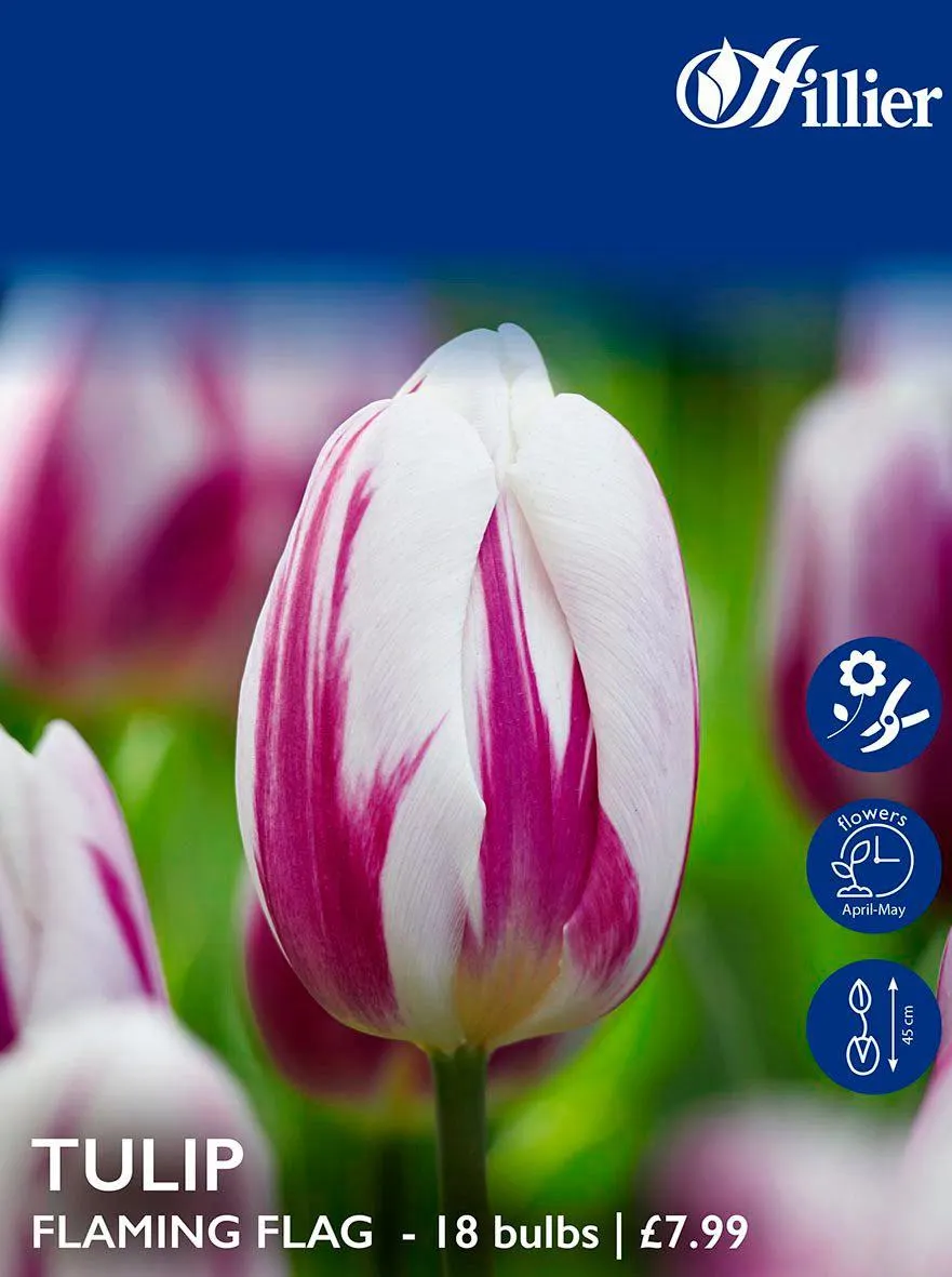 Tulip Bulbs Flaming Flag