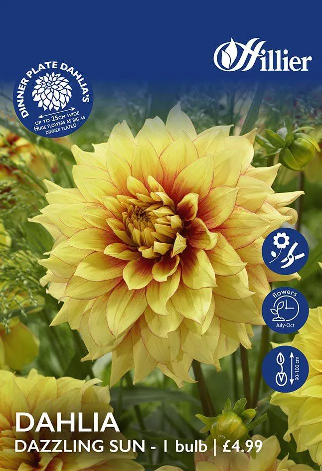 Dahlia Dazzling Sun Tubers