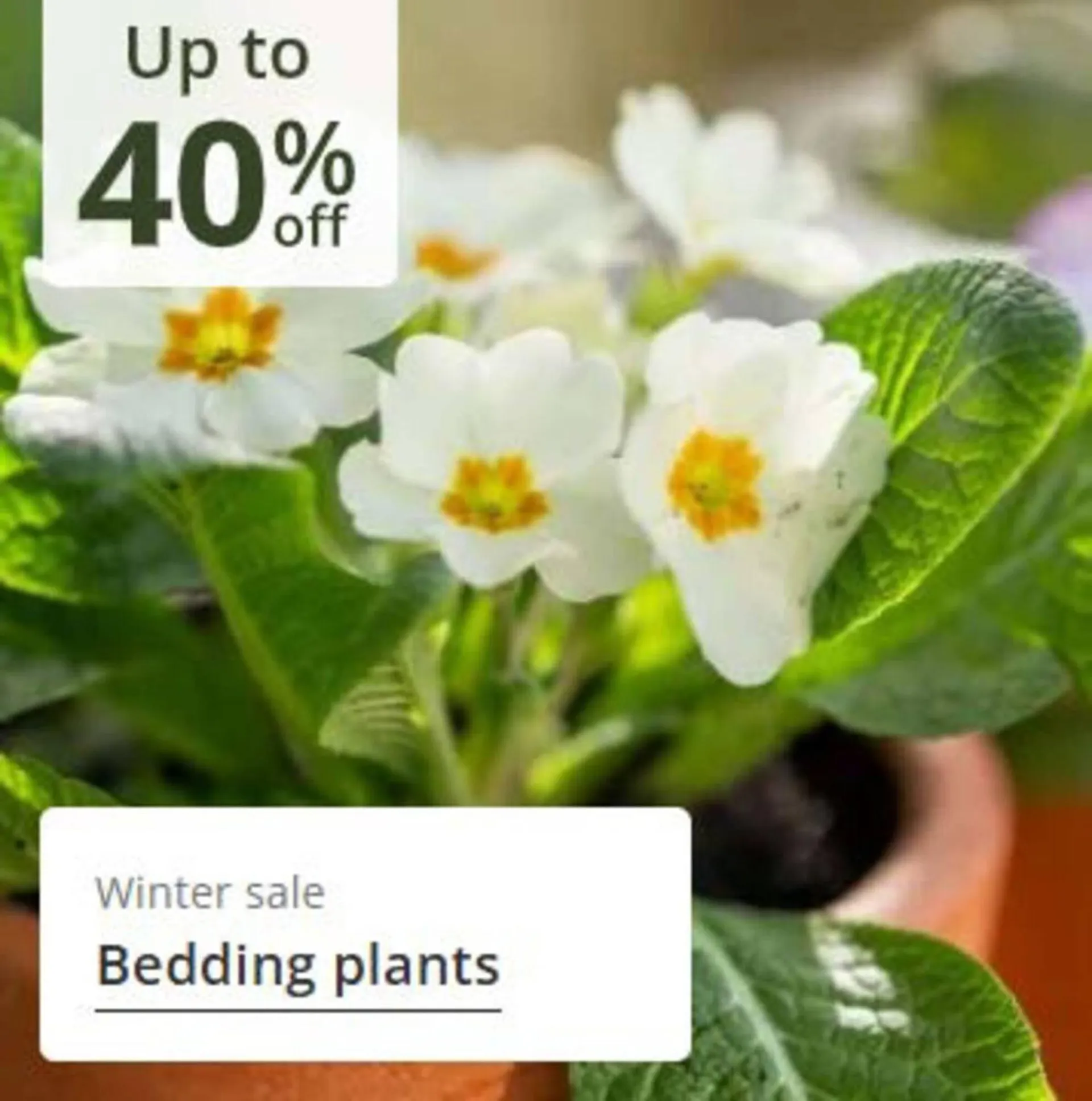 Crocus leaflet from 24 December to 8 January 2026 - Catalogue Page 11