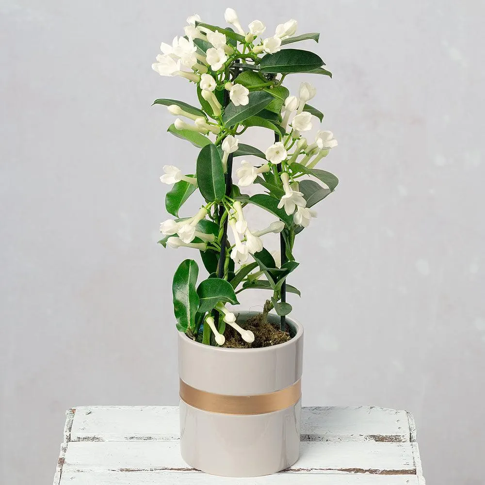 White Stephanotis