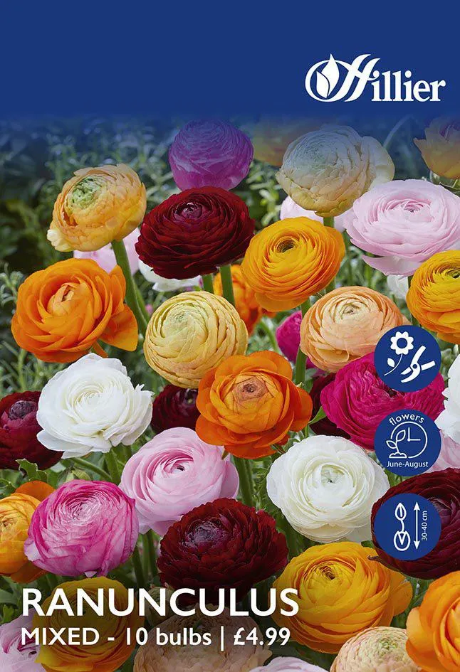 Ranunculus Mixed Bulbs