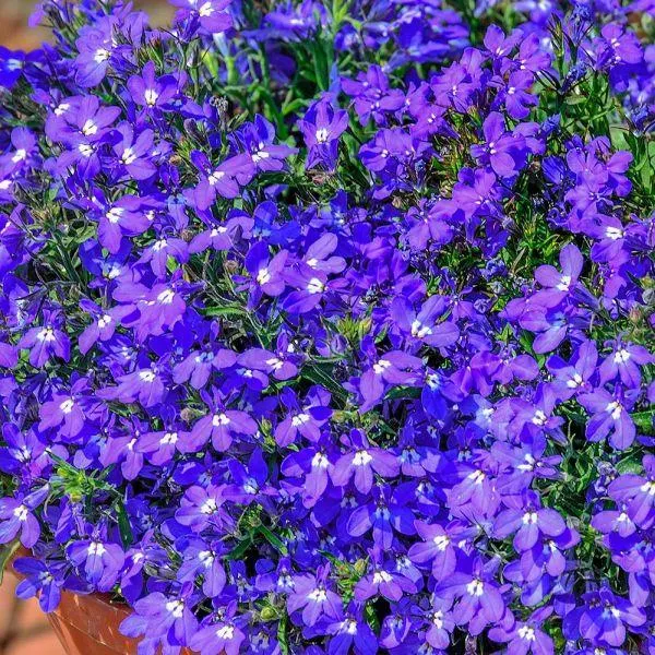 Lobelia Trailing Dark Blue 12 Pack