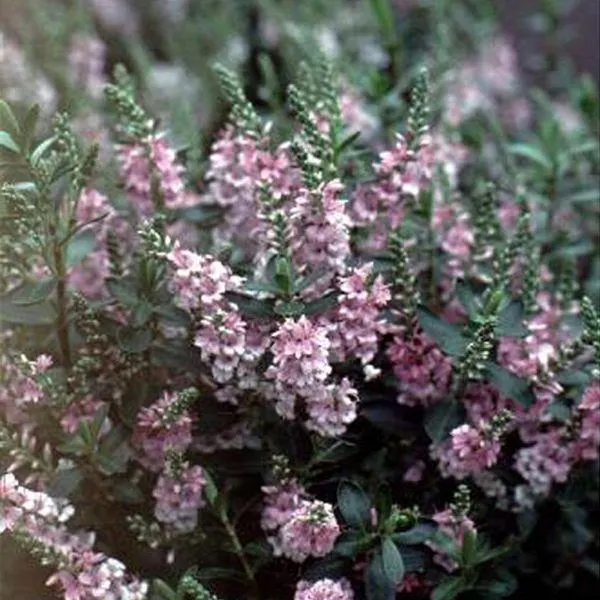 Hebe Pink Pixie 2 Litre