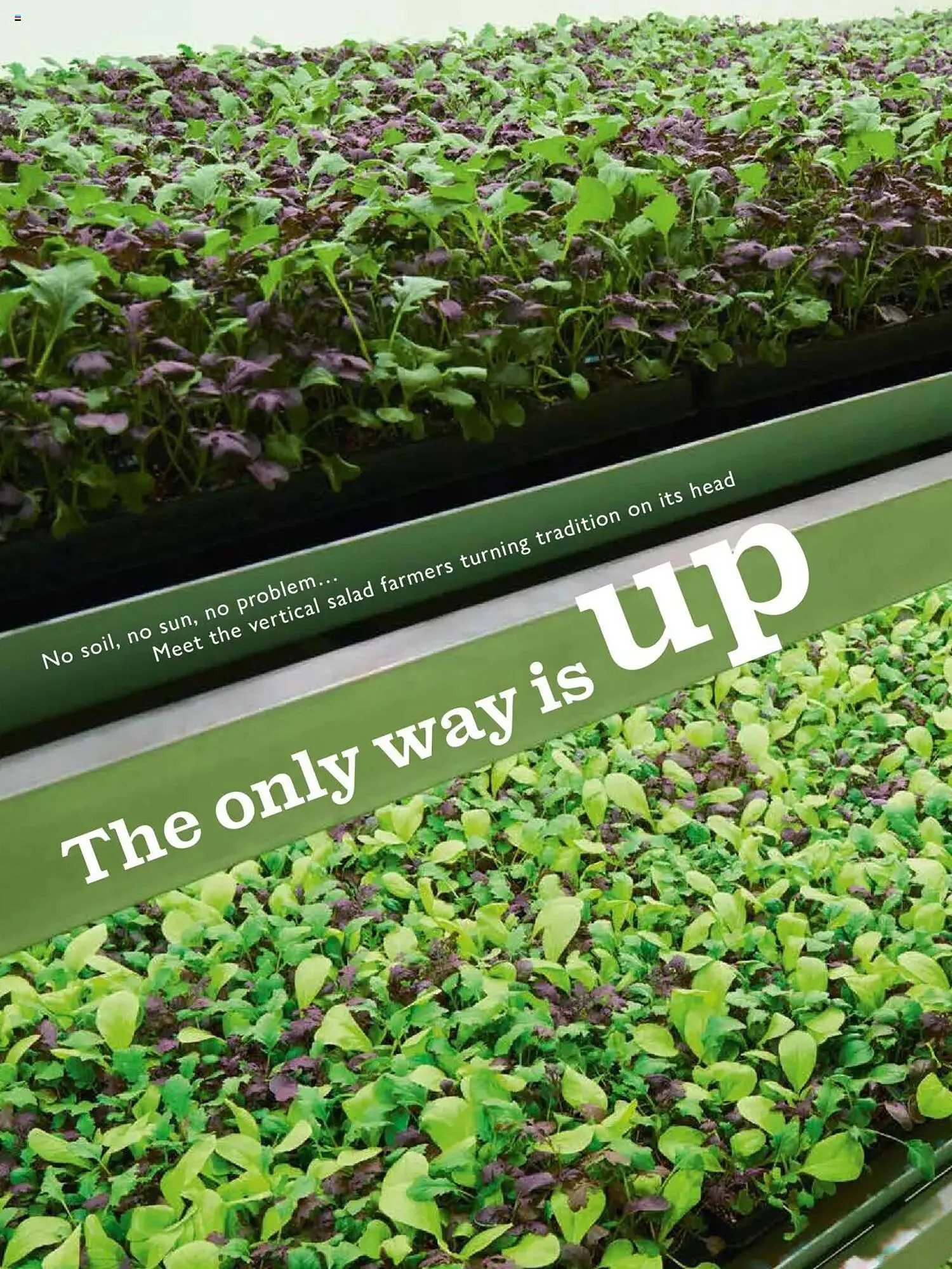 Waitrose leaflet from 1 September to 1 October 2025 - Catalogue Page 82