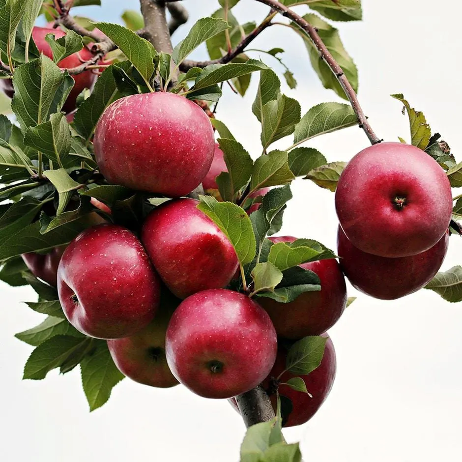 apple 'Red Ellison'