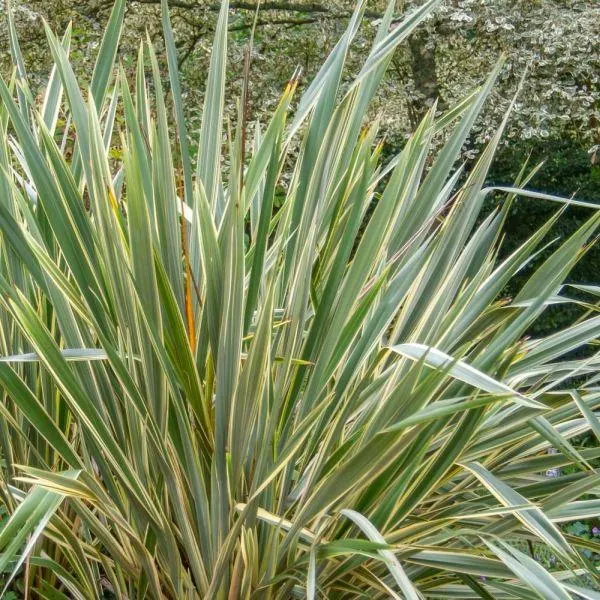 Phormium Tenax Variegated 5 Litre