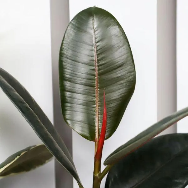 Ficus Mix 12cm - Mixed Variety