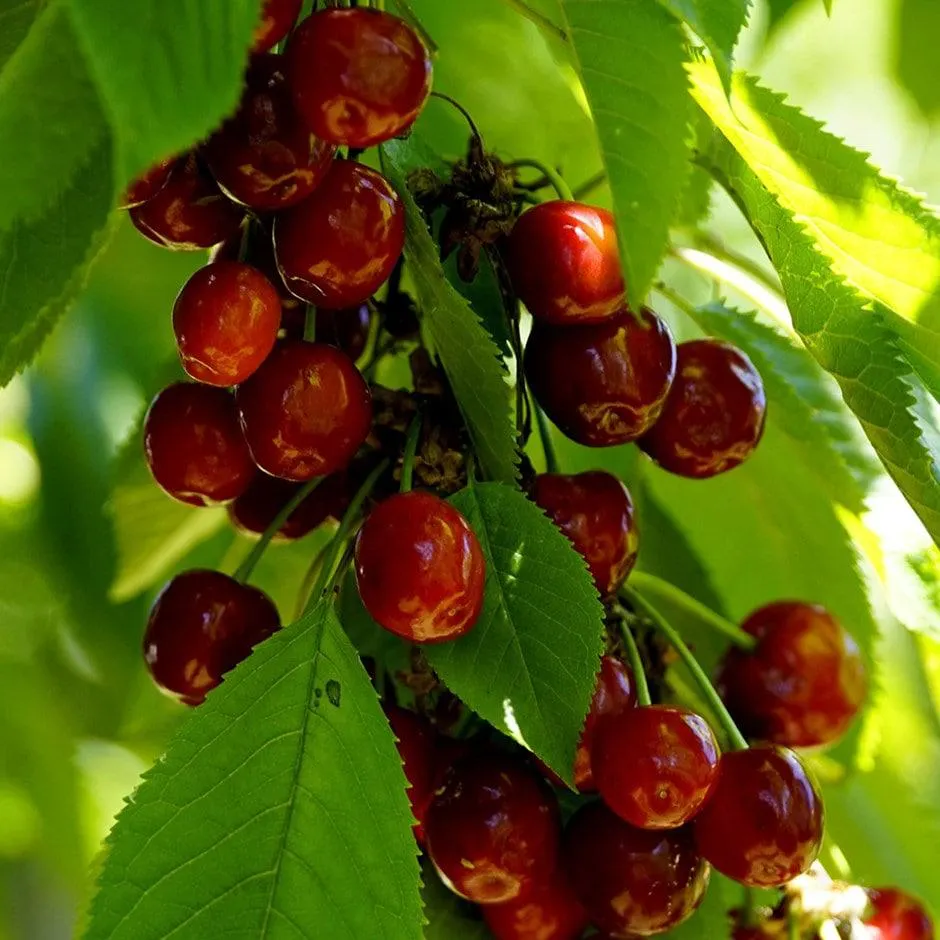 cherry 'Merchant'