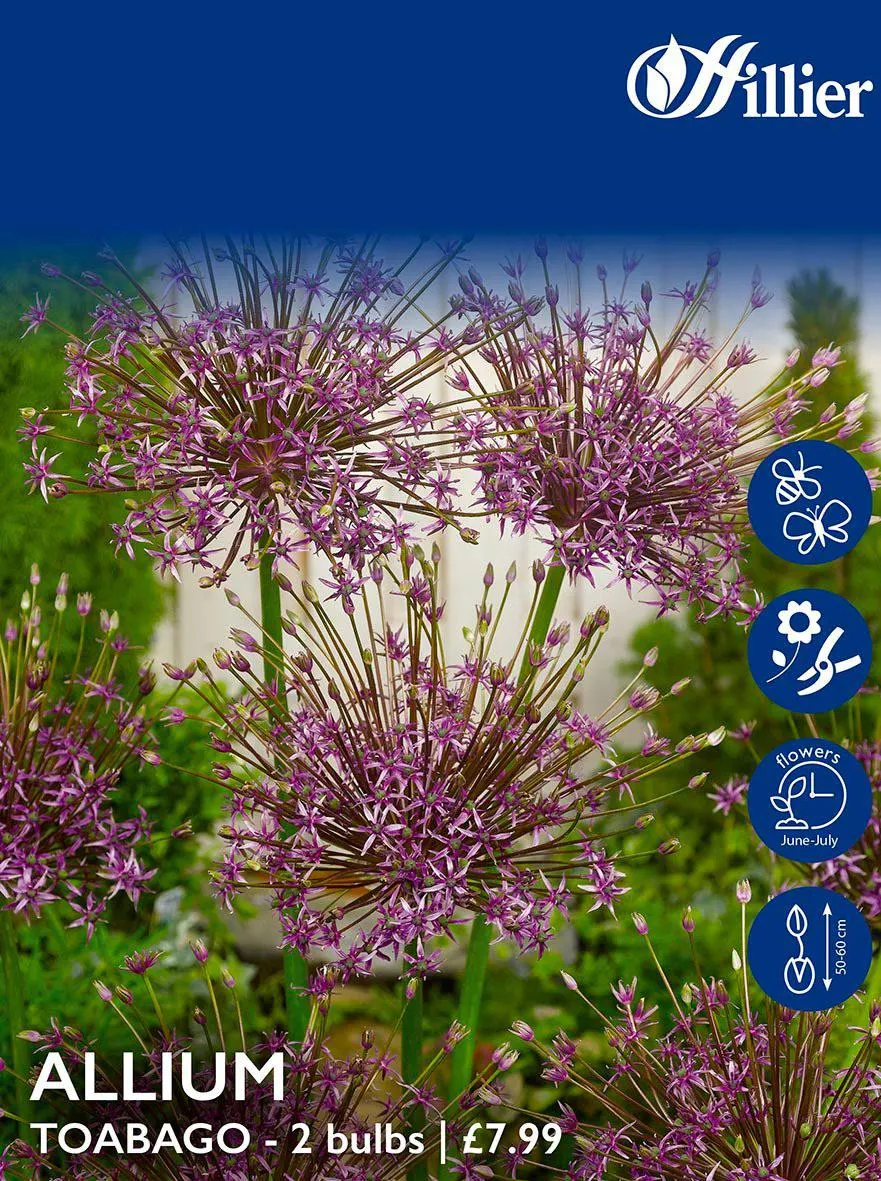 Allium Bulbs Toabago