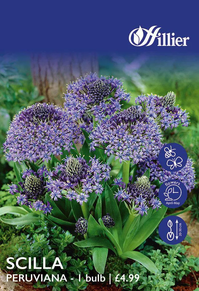 Scilla Bulb Peruviana