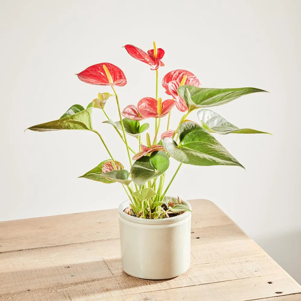 Anthurium