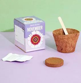 November Grow Your Own Birth Flower Kit - Chrysanthemum