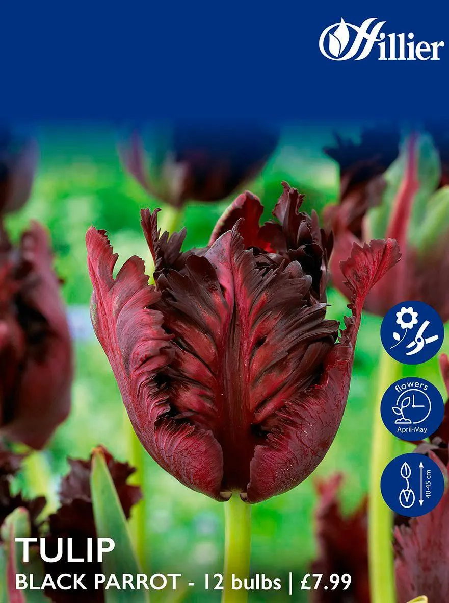 Tulip Bulbs Black Parrot