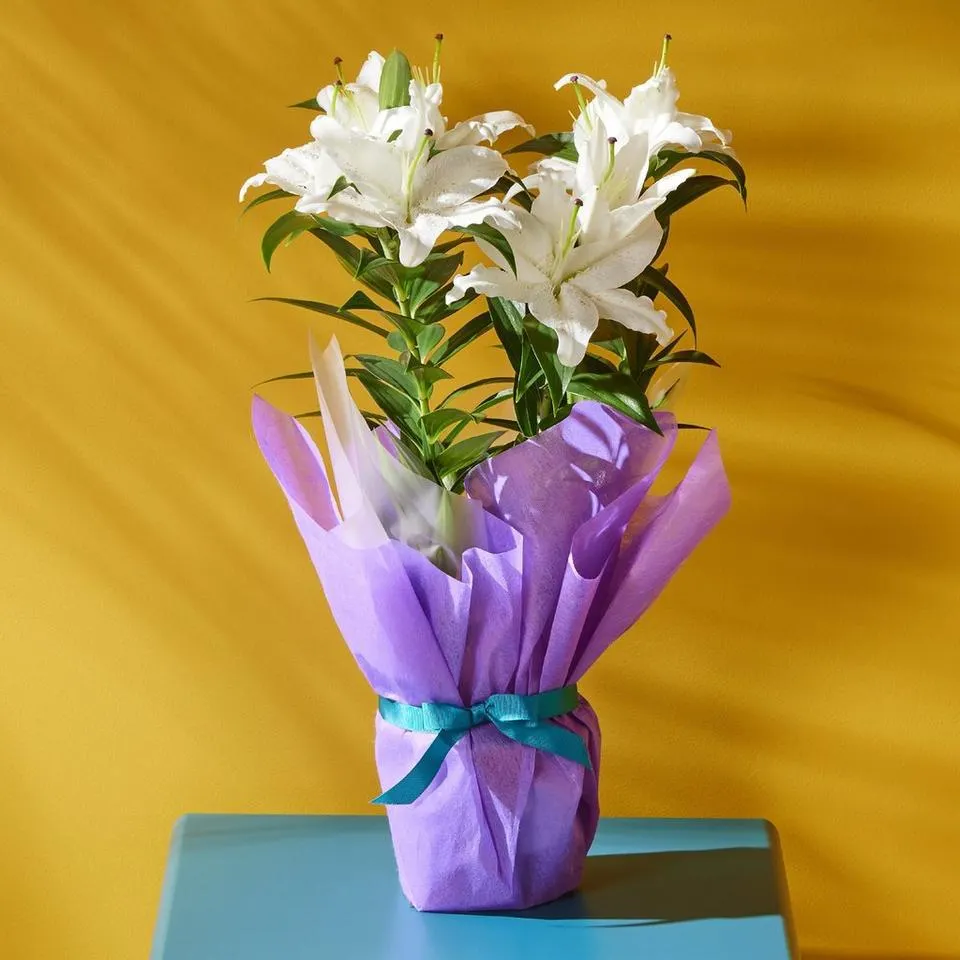 Gift Wrapped Oriental Lily