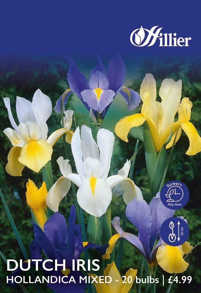Dutch Iris Bulbs Hollandica Mixed