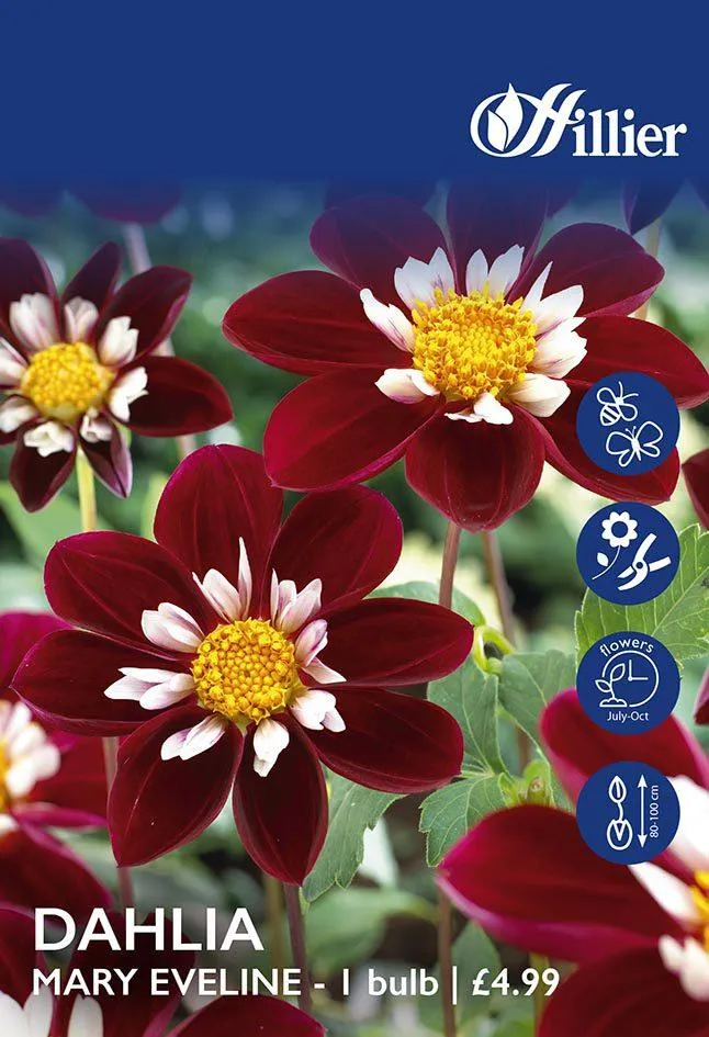 Dahlia Mary Eveline Tubers